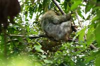 Faules Faultier &ndash; &copy; Annett Müller (Eberhardt TRAVEL)